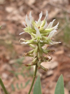 Glycyrrhiza lepidota